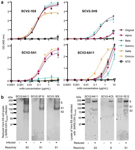 Viruses Free Full Text Monoclonal Antibodies Specific For Sars Cov 2 Spike Protein Suitable