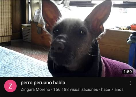 Perro Peruano Meme Subido Por Chachosaurus Text Memedroid