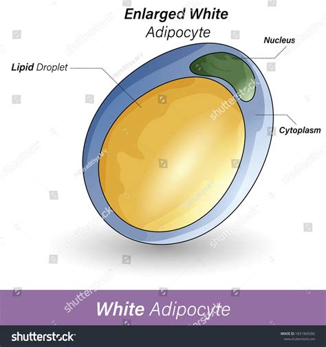 White Adipocyte Big Yellow Lipid Droplet