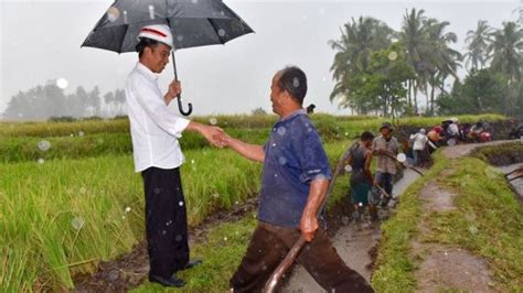 Jokowi Tetap Blusukan Ke Sawah Meski Hujan Deras Ini Yang Terjadi