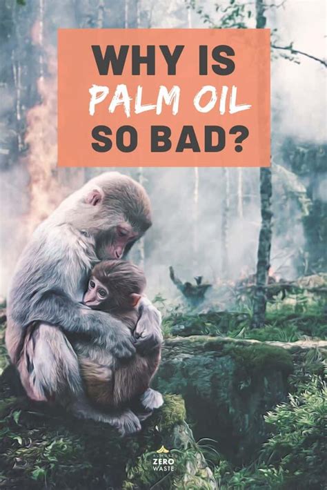 Why Is Palm Oil Bad For The Environment Almost Zero Waste