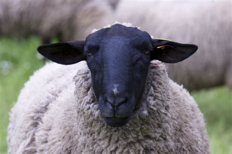 Free photo: Sheep, Black, Face, Head - Free Image on Pixabay - 967316