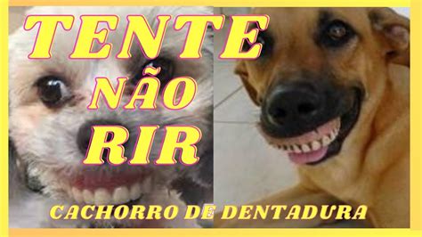 Tente N O Rir Cachorros De Dentadura Muito Engra Ados Youtube