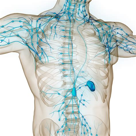 Lymph Node