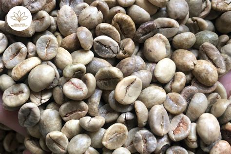 Vietnamese Wet Polished Robusta Coffee Scr Scr Daklak Vietnam