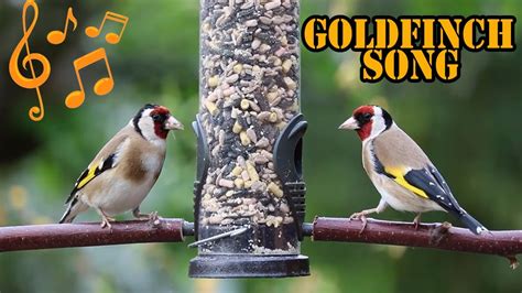 Goldfinch Song Goldfinch Bird Sounds YouTube