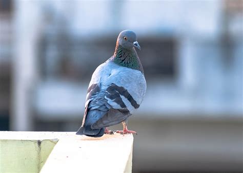 Taube Vogel Natur Kostenloses Foto Auf Pixabay