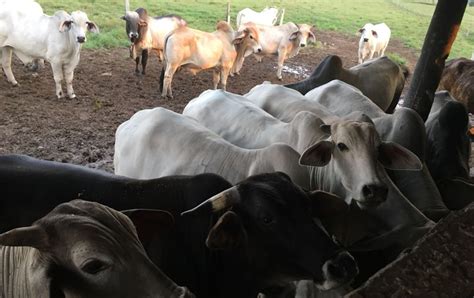 Así Es El Proceso Integrado De La Ganadería El Cuadril Y Agrocarnes 4v