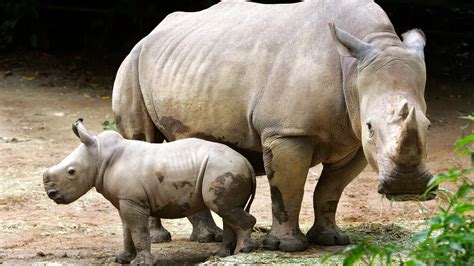 Afrique du Sud la plus grande ferme de rhinocéros du monde sauvée par