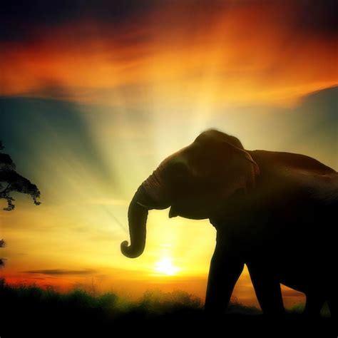 Premium AI Image | Elephant and sunset