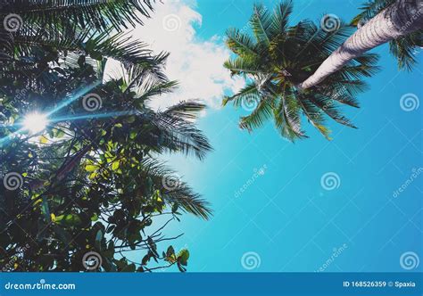 The Sun Is Shining Through Palm Tree Stock Image Image Of Weather