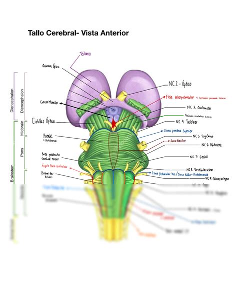 Solution Anatom A Del Tallo Cerebral Brain Stem Anatomy Studypool