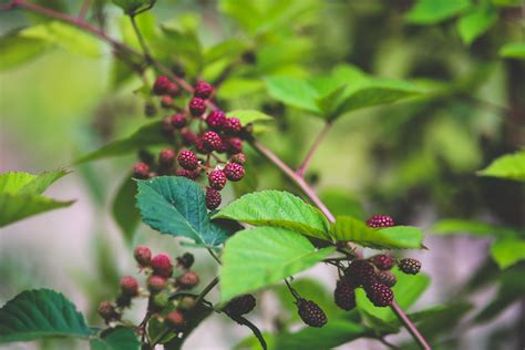 Fotos Gratis Rbol Naturaleza Rama Flor Fruta Baya Hoja