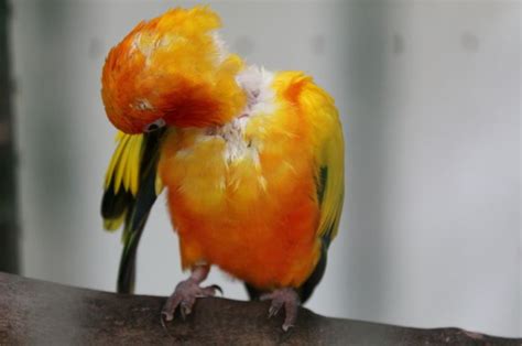 Animal Photography By Lizzy Hubner Of An Orange Hue Parakeet At