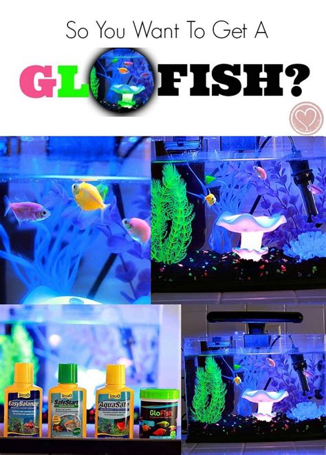 Glofish Aquarium Review Everything To Know Before You Buy