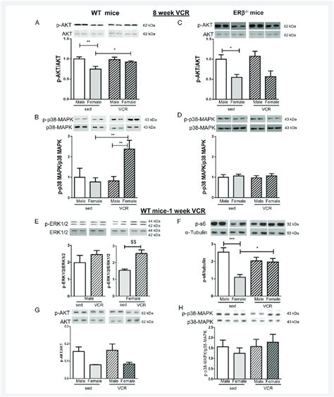 Akt P38 Mapk Erk12 And S6 Are Phosphorylated In Female Wt Mice Download Scientific Diagram