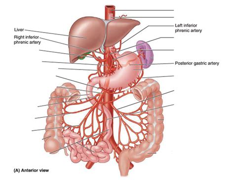 Week 13 Abdominal Vasculature Diagram Quizlet