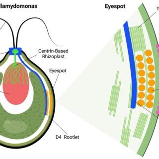 Algal Eyespot Of Chlamydomonas Chlamydomonas Alga With Two Flagella