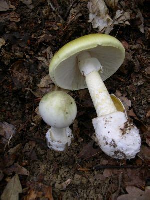 Champignon vénéneux - Vikidia, l’encyclopédie des 8-13 ans