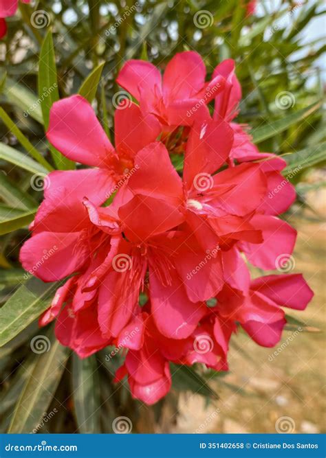 Red Blooming Oleander Flowers Outdoors. Oleander Plants Stock Photo