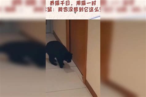 养猫千日，用猫一时，老鼠：我也没想到它这么笨养猫老鼠