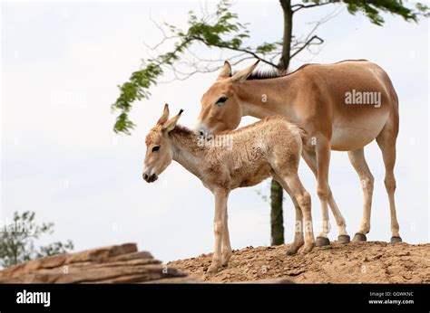 Onager Or Asiatic Wild Ass Equus Hemionus Stock Photo Alamy