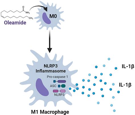 Frontiers Oleamide Mediated Polarization Of M Macrophages And Il