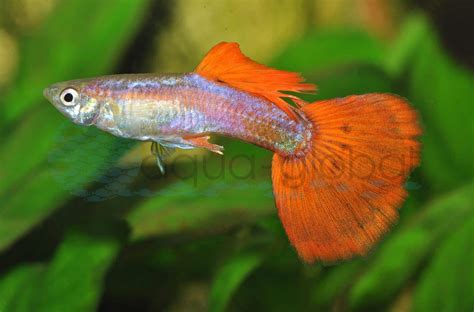 Guppy Mann Rot Metallic Poecilia Reticulata Rot Metallic