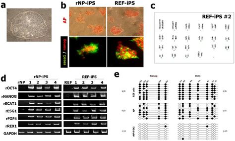 Rat Neural Precursor Cell And Fibroblast Derived Ips Cells Rnp Ips And Download Scientific