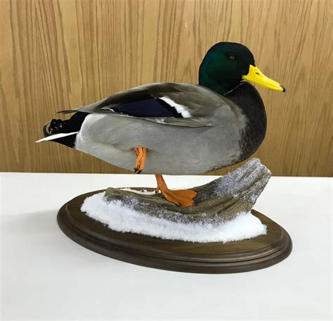 Mallard Taxidermy Mounts Wisconsin Stehlings Taxidermy