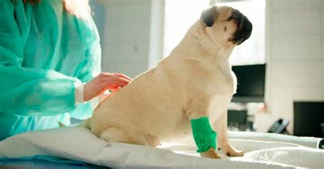 Hernia Discal En Perros Carlinos Pug