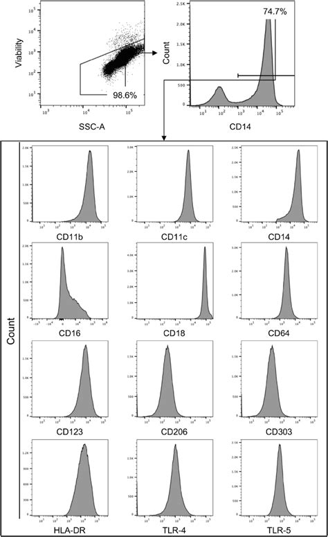 Representative Flow Cytometric Gating Strategy For Phenotypic Analysis