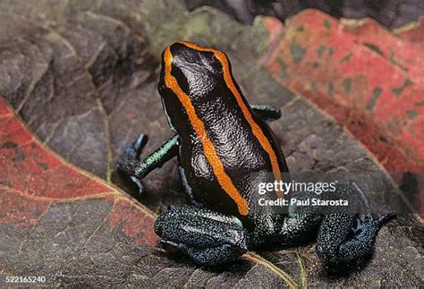 phyllobates vittatus   premium high res pictures getty images