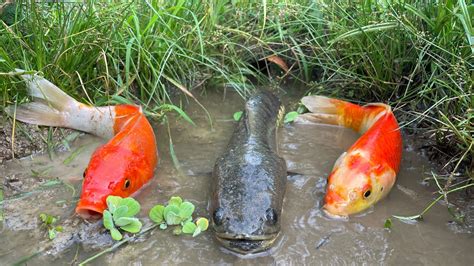 Menangkap Ikan Hias Ikan Koi Ikan Cupang Ikan Gabus Ikan Guppy Dan