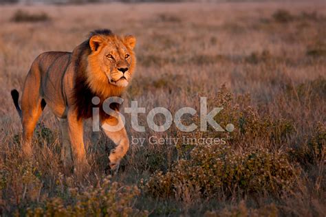 Big Male Lion Walking Stock Photo Royalty Free FreeImages