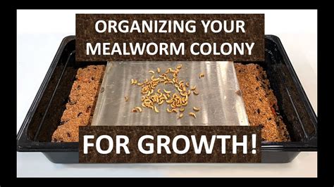 Yellow Mealworm Life Cycle Your Insect Breeding Learning Centre