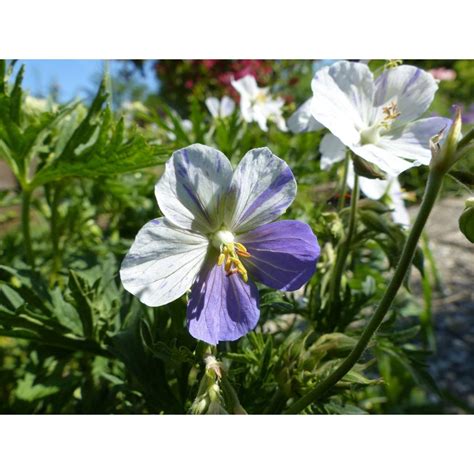 Geranium Vivace Pratense Splish Splah Fleurs Blanches Clabouss De Mauve