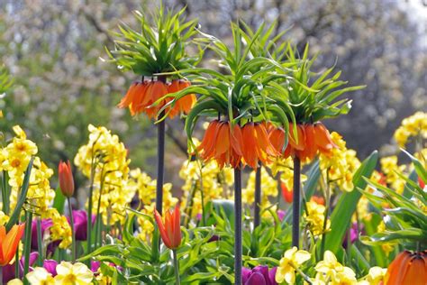 understanding bloom times   shop florissa