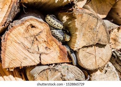 Garter Snake Pile Stock Photos And Pictures Images Shutterstock