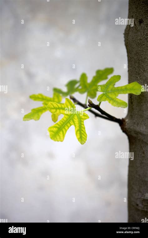 Leaves from a fig tree Stock Photo - Alamy