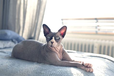 33 Best Hairless Cat Facts