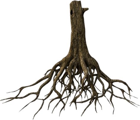 Root Nature Origin Growth Source Png