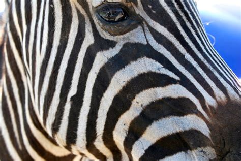 Premium Photo Close Up Side View Of A Zebra