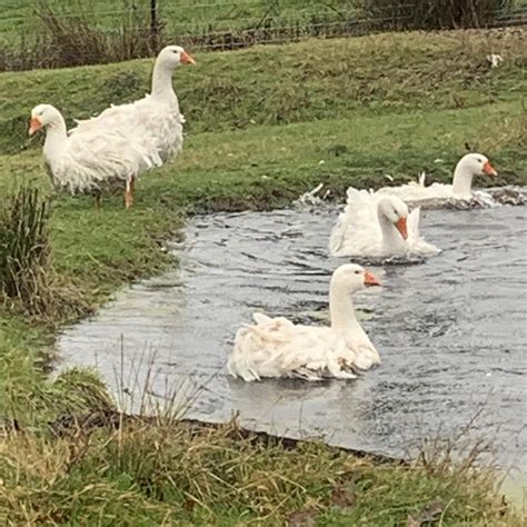 Sebastopol Goose Eggs Rgeese