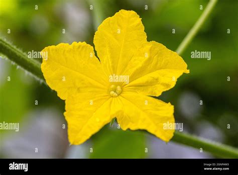 Fleurs de concombre Banque de photographies et dimages à haute