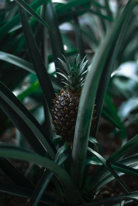 Pineapple Plant Growing and Planting Guide – Real Men Sow