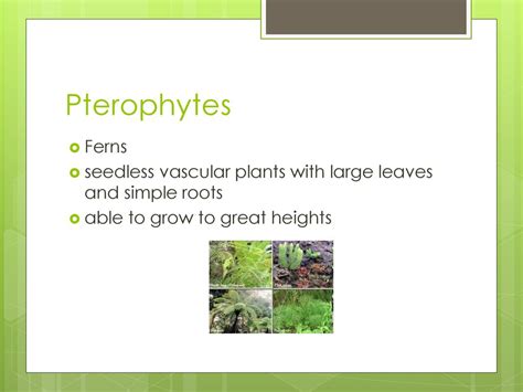 Kingdom Plantae Section Ppt Download