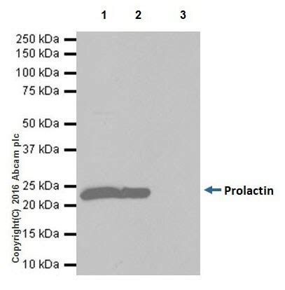 Recombinant Anti Prolactin PRL Antibody EPR19372 BSA And Azide Free