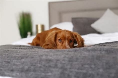 5 Cocker Spaniel Training Hacks You REALLY Need To Know!