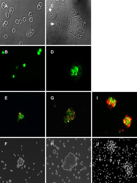 S2 Cells Transfected With Gfp A B Or Necl 3 Gfp C D Were Gently